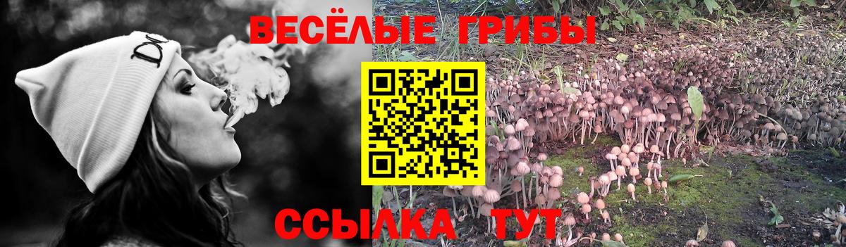 Псилоцибиновые грибы Psilocybe Междуреченск